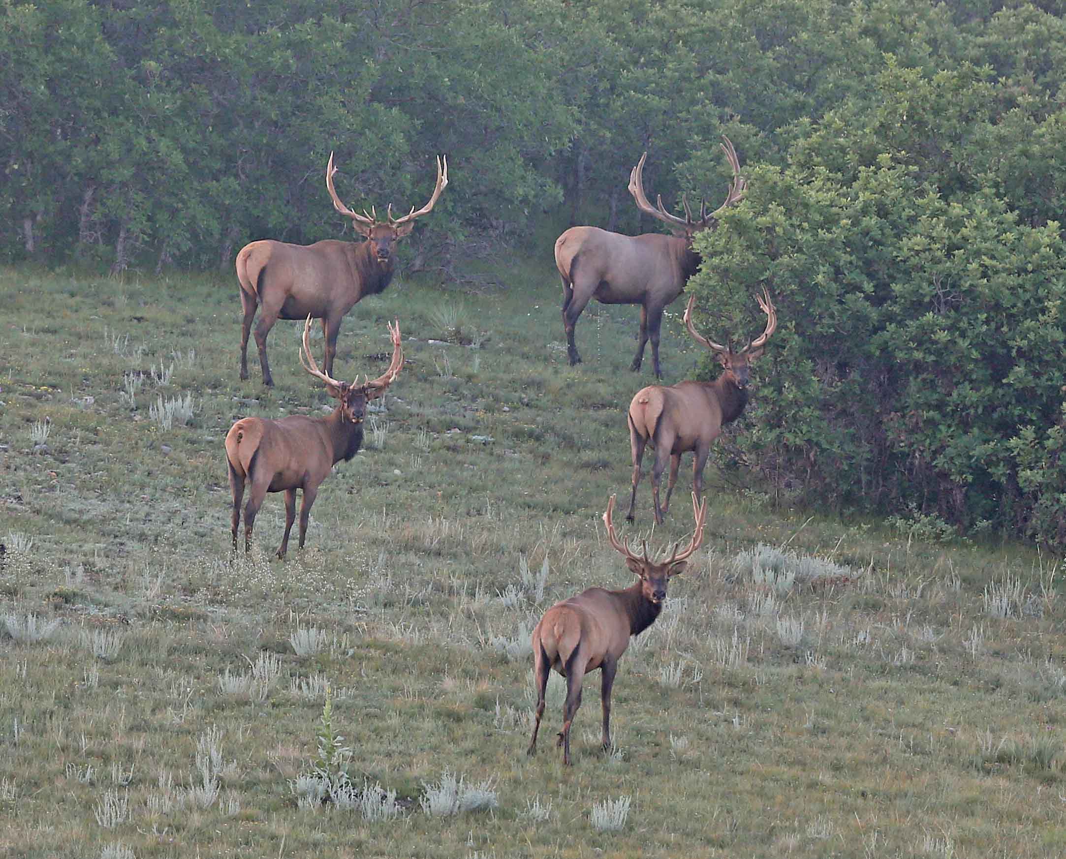 Elk Hunting in Colorado